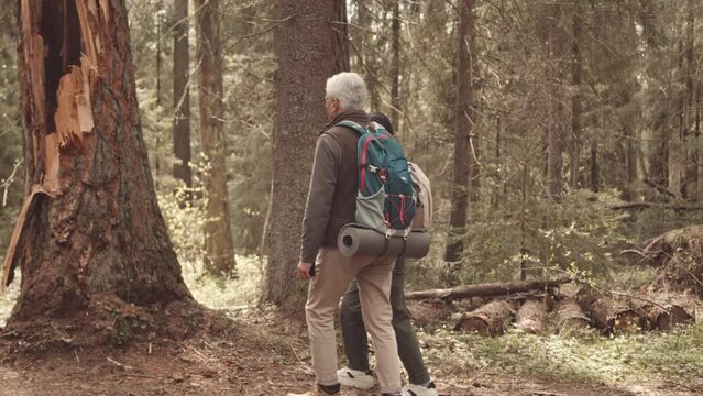 Slowmo of gray haired Caucasian man with hiking backpack on his shoulders taking picture on smartphone of his wife standing by old thick tree with hole, exploring forest area at daytime