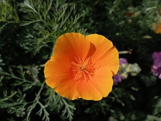 Closeup of poppy flower in the garden