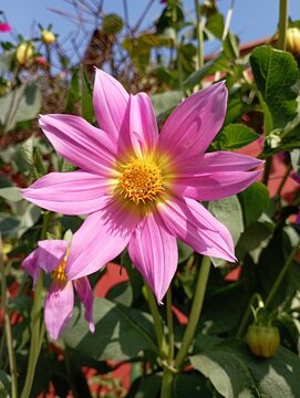 Pink Sunflower Closeup In The Park