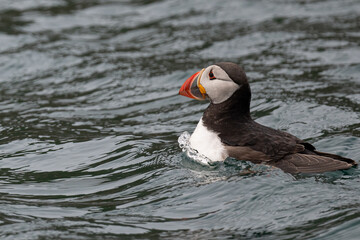 Puffin rafting on the waters surrounding Skomer island