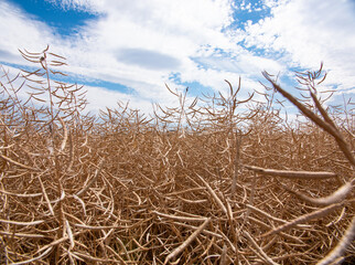 Obraz premium Close up ripe rape. Blue sky with clouds and a canola field in the foreground. Agriculture and cultivation.