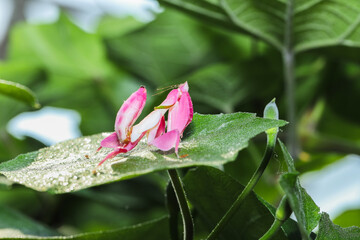 Obraz premium Orchid mantis preying, Pink orchid mantis, Hymenopus coronatus, Walking flower mantis or Flower mantises