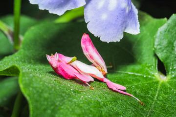 Orchid mantis preying, Pink orchid mantis, Hymenopus coronatus, Walking flower mantis or Flower mantises