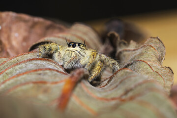 Hyllus (Hyllus diardi). Samantha jumping spider on the leaf.