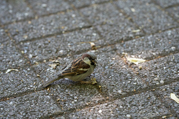 Spatzen-Vogel