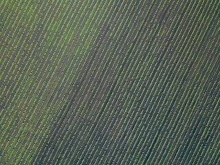 Soybean Field Rows. Field in countryside, close up. Agronomy, industry and food production.