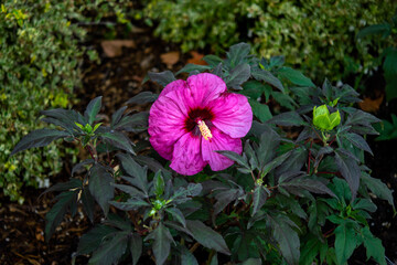 flower in the garden