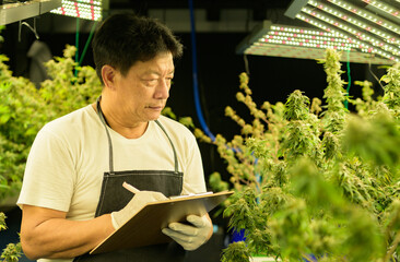 Farm worker with beautiful cannabis plants growing in the factory. Checking the integrity of the...