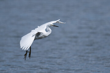 Little Egret in-flight
