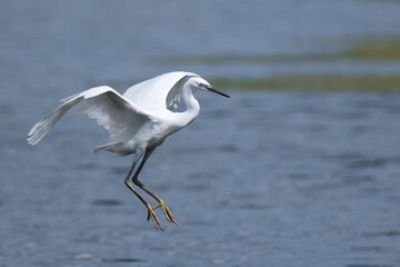 Little Egret just about to land