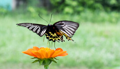 butterfly on flower