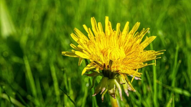 Der Gew&ouml;hnliche L&ouml;wenzahn (Taraxacum) sprie&szlig;t im Fr&uuml;hling auf Wiesen. Die strahlend gelben Bl&uuml;ten sind faszinierend sch&ouml;n. Die gesamte Pflanze ist essbar, sehr gesund: Als Salat, Honig, Tee, Pesto.