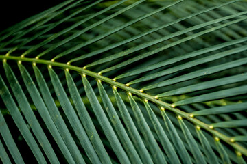 Selective focus blurred image of palm leaves. Green nature background