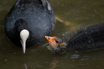 Obraz premium Eurasian coot feeding chick, London, United Kingdom