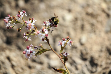 A bee and an ant on a blooming tree