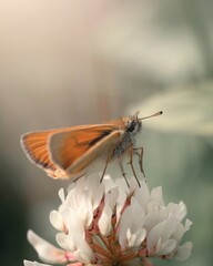 Small Skipper butterfly resting on a plant