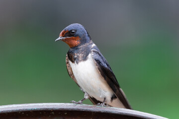 village swallow on the fence