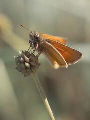 Small Skipper butterfly resting on a plant