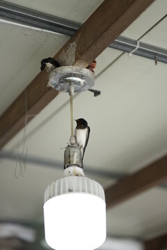 OLIB-PHOTO-21