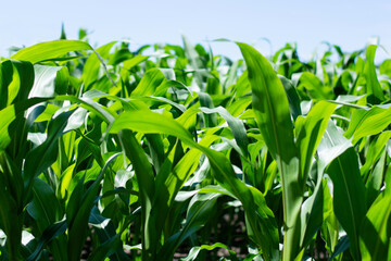 Green corn crops field on bright summer day