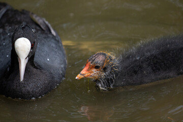 Eurasian coot chick, London, United Kingdom