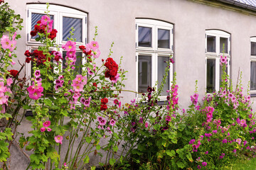 Fototapeta na wymiar Beautiful colourful hollyhocks Alcea rose flower bloom at the window of the house.