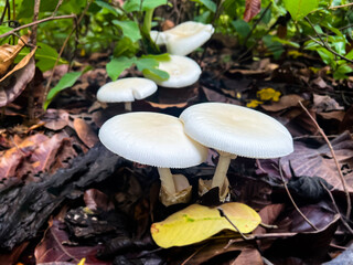 Asian forest non toxic mushroom which is on the wet dirt after raining, soft and selective focus on mushroom.