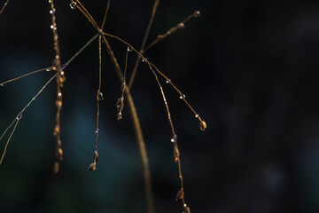 artistic close-up of skeletons of grasses with waterdrops in winter in the city garden