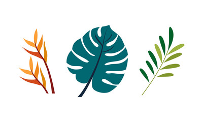 Set of tropical leaves. Exotic jungle plants cartoon vector illustration