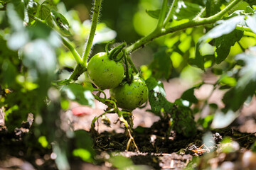tomato on a branch