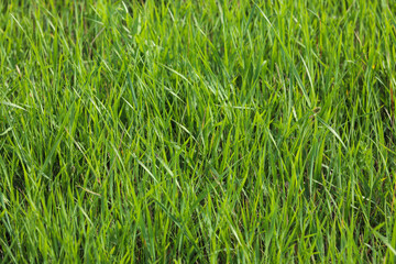 green grass background