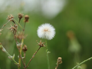 Closed Bud of a dandelion. Dandelion white flowers in garden or nursery