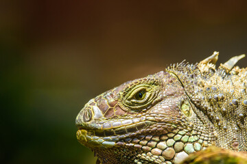 close up giant mexican iguana from the mexican caribbean