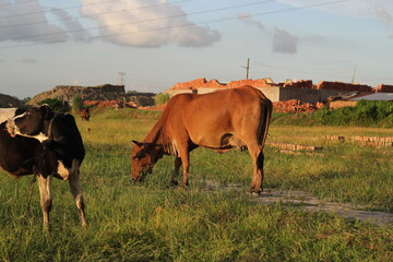 A group of cows grazing on a meadow, cows eating grass on a rural field