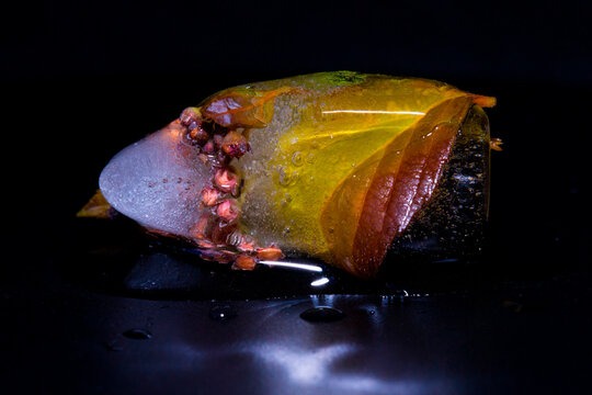 Ice with buds and autumn leaves of ninebark on a dark background.