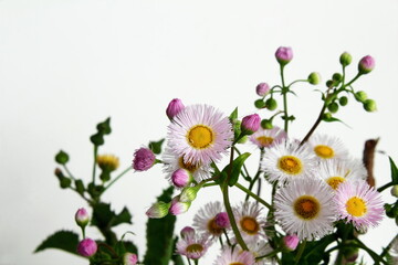 beautiful daisy pink and white flower blooming in spring on white background