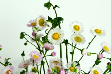 beautiful daisy pink and white flower blooming in spring on white background