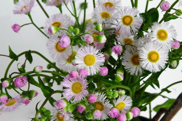 beautiful daisy pink and white flower blooming in spring on white background