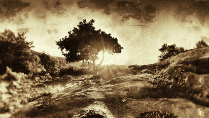 Stylized monochrome image of a lone tree on top of a mountain in the light of the setting sun