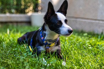 dog on the grass