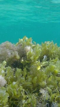 VERTICAL VIDEO: Shallow water covered with algae, blue water surface in the background. Brown algae (Sargassum sp.), Eelgrass (Zostera) and Red algae (Liagora viscida)