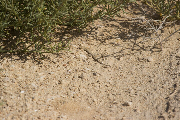 Arnold's Fringe-fingered Lizard (Acanthodactylus opheodurus)at Wadi Degla Protectorate, Western Desert, Egypt