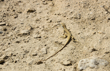 Arnold's Fringe-fingered Lizard (Acanthodactylus opheodurus) at Wadi Degla Protectorate