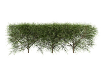 Bushes on a white background