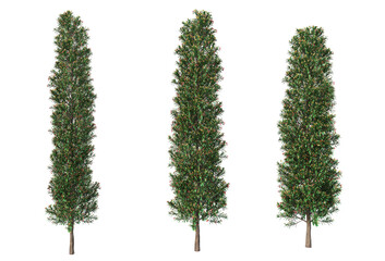 Bushes on a white background