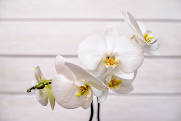 A branch of white orchids on a white wooden background
