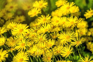 Yellow daisies grow in the meadow in summer