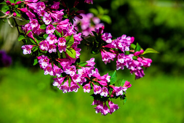 pink weigela blooms in the Botanical garden
