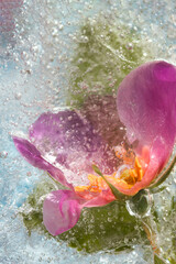 Abstract background of frozen multicolored flowers