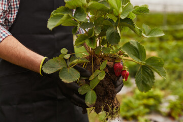 Anonymous farmer with uprooted strawberry standing in greenhouse